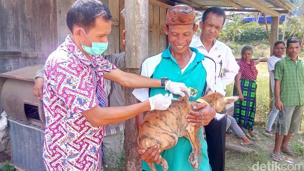 Begini Hiruk Pikuk Vaksin Rabies Massal untuk Anjing di NTT