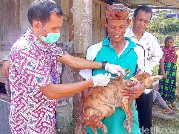 Begini Hiruk Pikuk Vaksin Rabies Massal untuk Anjing di NTT