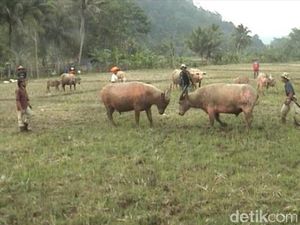 Garut Punya Adu Domba, Bogor Punya Adu Kerbau