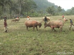 Garut Punya Adu Domba, Bogor Punya Adu Kerbau