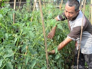 Petani Ini Ciptakan Pupuk Organik, Raup Omzet Ratusan Juta Rupiah