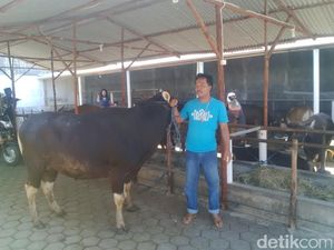 Jelang Idul Adha, Sapi Bali Jadi Primadona untuk Kurban