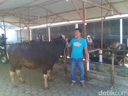 Jelang Idul Adha, Sapi Bali Jadi Primadona untuk Kurban
