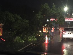 Pohon Tumbang di Dekat Citos Bikin Macet Tol JORR Arah Pondok Indah