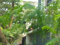 Pembantu Rumah yang Disatroni Perampok Berhasil Kabur dengan Melompat