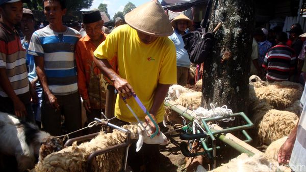 Ada Salon Khusus Kambing di Banyumas
