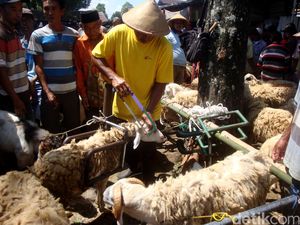 Ada Salon Khusus Kambing di Banyumas