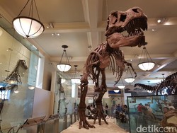 Bertemu T-Rex di Negeri Paman Sam