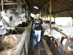 Surplus Domba, Purwakarta Kebanjiran Order Jelang Idul Adha