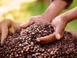 Kopi Mungkin Punah di Tahun 2080 Akibat Pemanasan Global