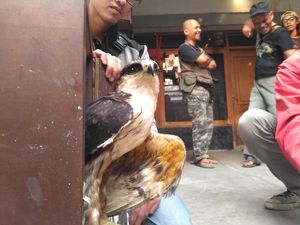 Warga Sumedang Serahkan Elang Langka yang Luka Tembak ke Pusat Penangkaran