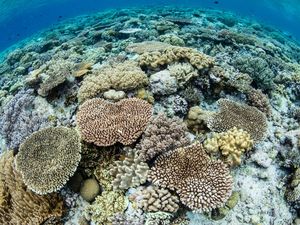 Saatnya Liburan Gratis ke Wakatobi dan Dapat Duit Rp 5 Juta