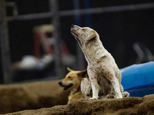 Pria Mengaku Setubuhi Anjing di Gowa, Termasuk Kelainan Beastiality? Pria Mengaku Setubuhi Anjing di Gowa, Termasuk Kelainan Beastiality?