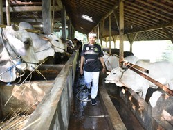 Cegah Korban, Bupati Dedi Larang Pembagian Daging Kurban Gunakan Kupon