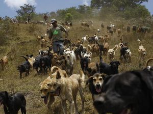 Surga Untuk Anjing Terlantar di Kosta Rika
