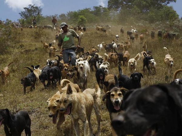 Surga Untuk Anjing Terlantar di Kosta Rika