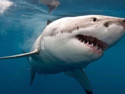 Hiu Predator Laut Paling Ditakuti, Apakah Ikan Ini Punya Tulang?