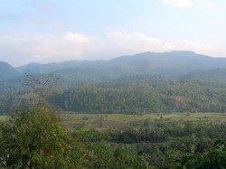 Gajah Liar Ditemukan Mati di Bengkalis Riau, Ada Luka Punggung