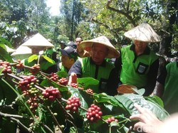 Panen Merah Kopi, Bupati Irsyad: Saya Ingin Petani Pasuruan Sejahtera