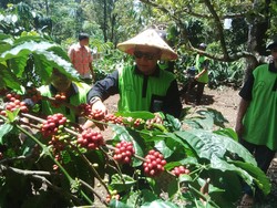 Manis-Pahit Kopi Nasional