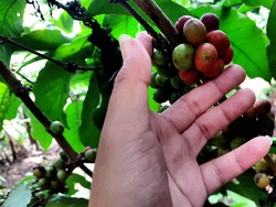 Catat! Banyuwangi Akan Gelar Festival Kembang Kopi