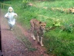 Foto Traveler Cilik Kejar Cheetah di Kebun Binatang Inggris Bikin Heboh Sosmed
