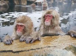 Lembah Neraka yang Jadi Pemandian Para Monyet di Jepang