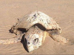 Berenang Sejauh 5.970 Km, Marloo Si Penyu Akhirnya Mati Kelaparan