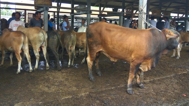 Jelang Idul Adha, Harga Sapi di Aceh Rp 6 Juta-Rp 60 Juta/Ekor