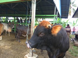 Jelang Idul Adha, Harga Sapi di Aceh Rp 6 Juta-Rp 60 Juta/Ekor