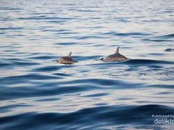 Sederet Mamalia Laut Terpintar, Ada yang Bisa Deteksi Ranjau
