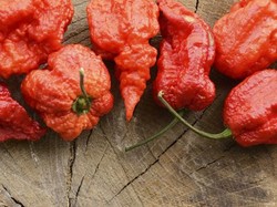 Tak Sengaja Makan Cabe Terpedas di Dunia, 24 Anak Alami Kesakitan