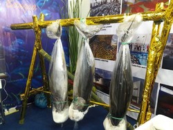 KKP dan ITS Kembangkan Metode Pendeteksi Kesegaran Ikan Tuna