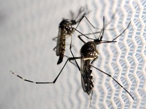 Peneliti Pastikan Zika Tak Menular Lewat Ciuman Peneliti Pastikan Zika Tak Menular Lewat Ciuman