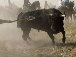 5 Aktraksi Hewan yang Jadi Kontroversial 5 Aktraksi Hewan yang Jadi Kontroversial