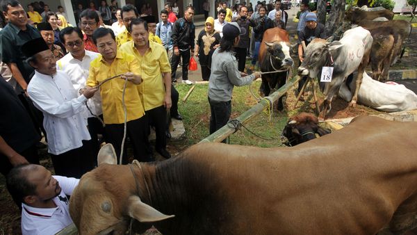 Golkar Serahkan Sapi Kurban