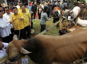 Golkar Serahkan Sapi Kurban