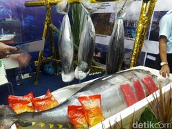 Akibat Illegal Fishing, Populasi Tuna RI Mengkhawatirkan