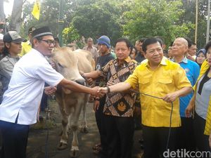 Lepas Sapi Kurban, Novanto Bersyukur Gugatan Dikabulkan MK