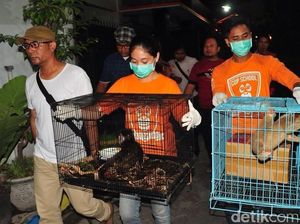 Pedagang Satwa Liar di Lamongan Digerebek, Lutung dan Kukang Diamankan Pedagang Satwa Liar di Lamongan Digerebek, Lutung dan Kukang Diamankan