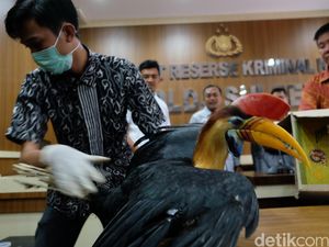 Polda Sulsel Sita Belasan Burung Langka Koleksi Pemuda di Makassar