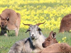 Mengapa Benua Australia Memiliki Banyak Keunikan Flora dan Fauna?