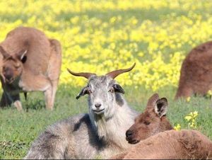 Mengapa Benua Australia Memiliki Banyak Keunikan Flora dan Fauna? Mengapa Benua Australia Memiliki Banyak Keunikan Flora dan Fauna?