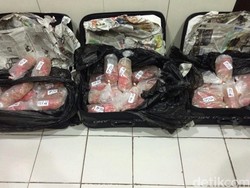 Susi: Satu Koper Benih Lobster Selundupan Bernilai Rp 1,5 Miliar