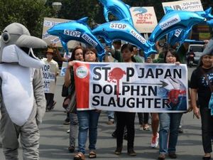 Meski Kontroversial, di Jepang Masih Digelar Tradisi Berburu Lumba-lumba