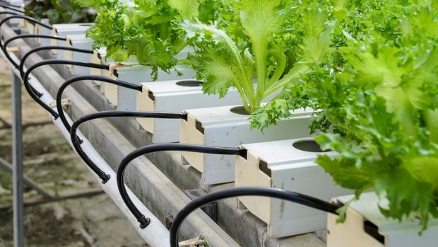 Ilustrasi Tanaman Hidroponik Organic Hydroponic Fillie Iceburg leaf lettuce vegetables plantation in aquaponics system