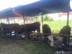 Keluhan Pedagang Sapi Jelang Idul Adha Tahun Ini