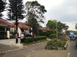 Ini Alasan Penyebab Belasan Pohon di Jalan Surapati Bandung, Ditebang