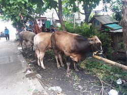 Djarot Minta Pembuangan Khusus untuk Limbah Kurban, Bagaimana di Lapangan?