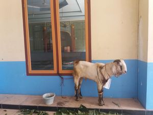 Susahnya Mencari Tempat Pembuangan Khusus Limbah Hewan Kurban di Jakarta